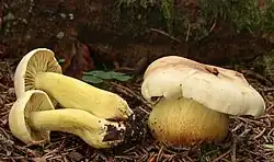 Tricholoma sulphureum
