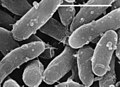 Bacteria – Gemmatimonas aurantiaca (-=1 micrometru)