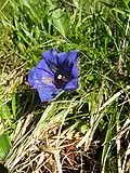 Cupă(Gentiana acaulis)
