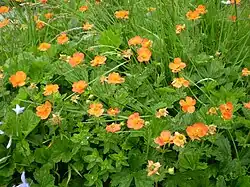 Geum bulgăresc(Geum bulgaricum)
