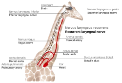 Sketch of the path of the recurrent laryngeal nerve in giraffe