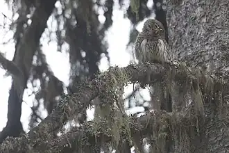 Bufniță pigmee eurasiatică(Glaucidium passerinum)