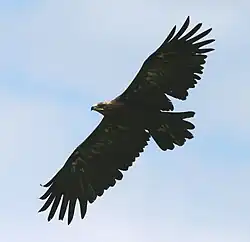 Acvilă de munte(Aquila chrysaetos)