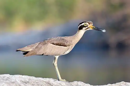 Esacus recurvirostris