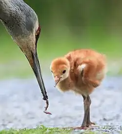 Reproducere. Se produc noi organisme individuale – „descendenți” – de la „părinte” sau părinții.