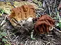 Gyromitra gigas