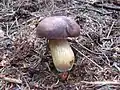Xerocomus badius sin. Imleria badia