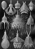 Planșa 31 din Kunstformen der Natur (1904) a lui Ernst Haeckel, arătând radiolarii classificate ca cyrtoidea