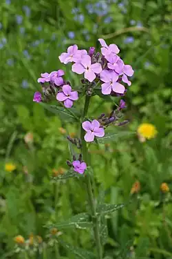 Violă de noapte siberiană(Hesperis sibirica)