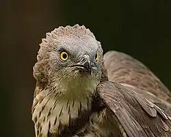 Viespar(Pernis apivorus)