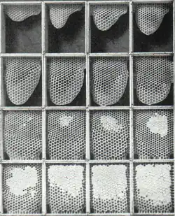 Albinele încep să construiască pieptene din partea de sus a fiecărei secțiuni. Când o celulă este umplută cu miere, albinele o sigilează cu ceară.