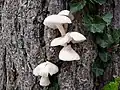 P. ostreatus, formă albă