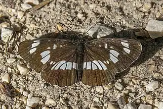 Fluture-planor unguresc(Neptis rivularis)