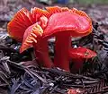 Hygrocybe coccinea