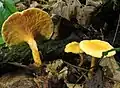 Hygrophoropsis aurantiaca
