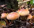 Hypholoma lateritium