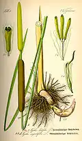 Typha latifolia