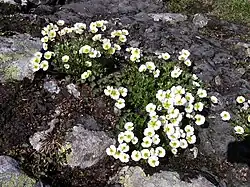 Gălbenea glaciară(Ranunculus glacialis)