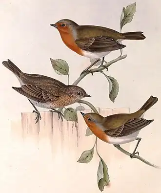 Măcăleandrul după John Gould