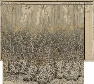 Arpașu de Sus în Harta Iosefină a Transilvaniei, 1769-1773