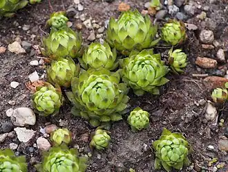 Barba lui Jupiter(Jovibarba hirta)