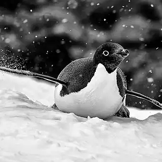 Pinguin AdéliePygoscelis adeliae