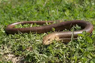 Șopârlă apodă(Pseudopus apodus)