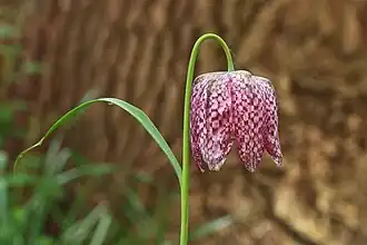 Lalea pestriță(Fritillaria meleagris)
