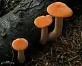 Laccaria laccata