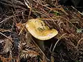 Lactarius rubrilacteus