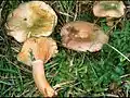 Lactarius semisanguifluus