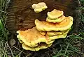 Laetiporus sulphureus