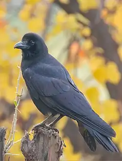 Cioară cu cioc mare