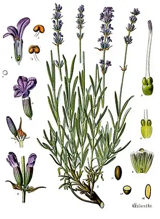Lavandula angustifolia Mill.