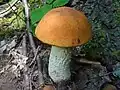 Leccinum aurantiacum