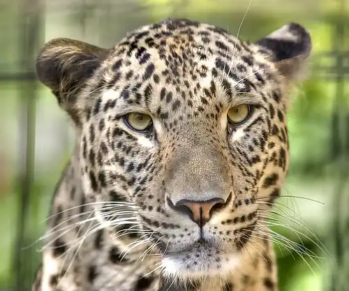Leopard persan