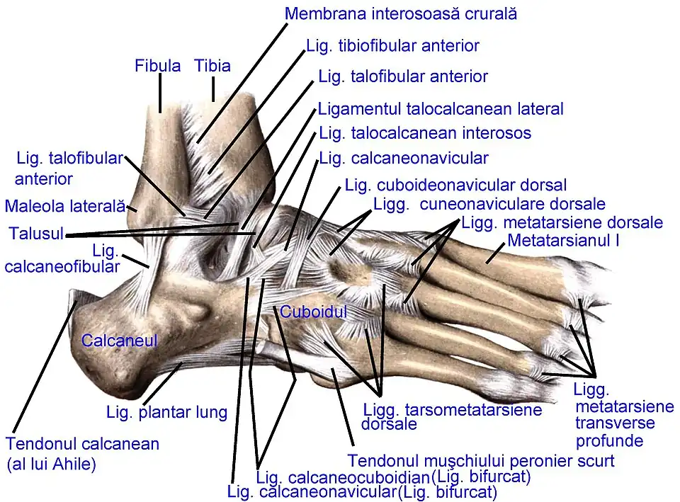 Ligamentele articulațiilor piciorului drept, văzute lateral (după Sobotta's Atlas and Text-book of Human Anatomy 1909)