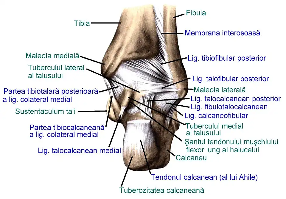 Ligamentele articulațiilor piciorului drept, văzute posterior (după Sobotta's Atlas and Text-book of Human Anatomy 1909)