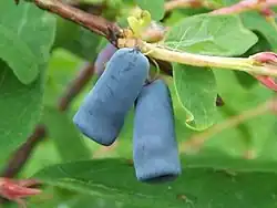 Lonicera caerulea