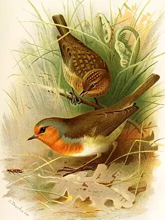 Măcăleandrul după Lord Lilford