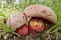 !!Rubroboletus legaliae!!