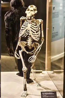 Scheletul unui Australopithecus afarensis de sex feminin, numit Lucy