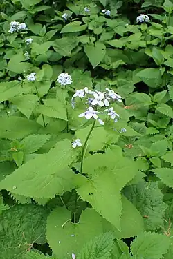 Lopățea(Lunaria rediviva)
