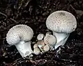 Lycoperdon perlatum (Agaricaceae)