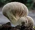 Lycoperdon pyriforme