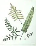 Asplenium scolopendrium L.