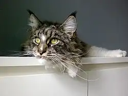 Maine Coon