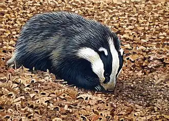 Viezure(Meles meles)