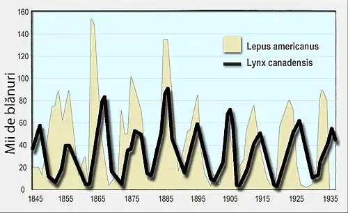 Un grafic linie al numărului de blănuri de râși canadieni vândute către Hudson's Bay Company pe axa verticală contra numărului celor ale iepurilor de zăpadă pe axa orizontală pentru perioada 1845–1935