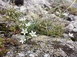 Minuartia setacea